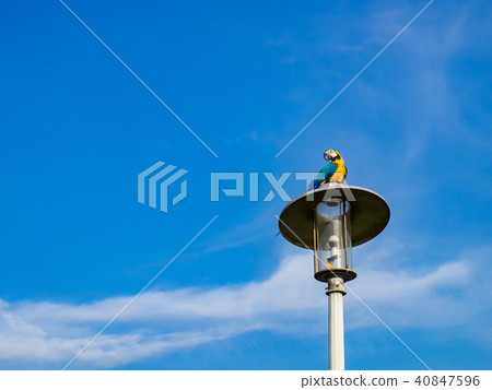Parrot on street light Parrot on street light 40847596