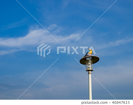 Parrot on street light Parrot on street light 40847615