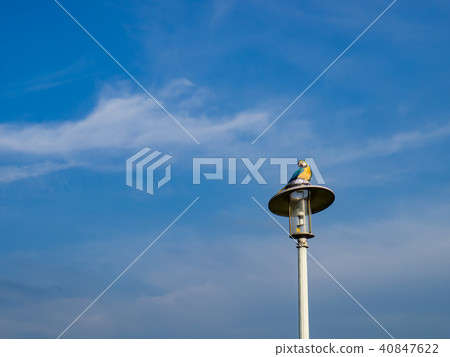 Parrot on street light Parrot on street light 40847622