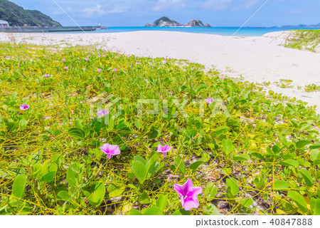Gumba Hirugao of Awanna Beach of Okinawa Kerama Gumba Hirugao of Awanna Beach of Okinawa Kerama 40847888