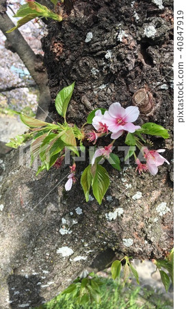 Flowers Flowers 40847919