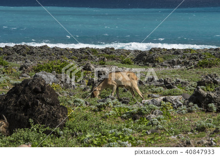 蘭嶼海邊野放山羊 40847933