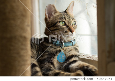 Cat Cat 40847964