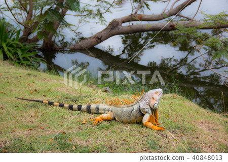 Green or Common iguana on grass in the forest Green or Common iguana on grass in the forest 40848013