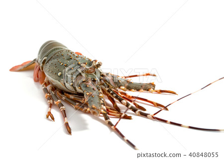 lobster isolated on white background lobster isolated on white background 40848055