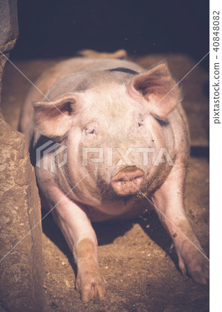 Close-up of a Pig 40848082