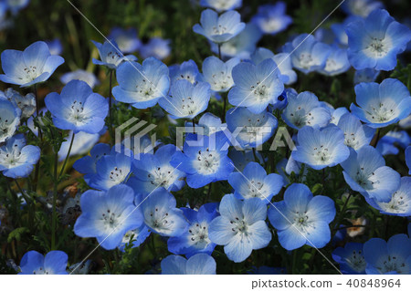 美麗的Nemophila 美麗的Nemophila 40848964