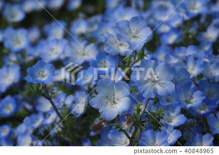 美麗的Nemophila 40848965