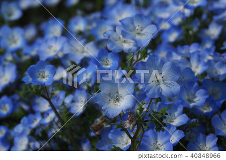 美麗的Nemophila 40848966