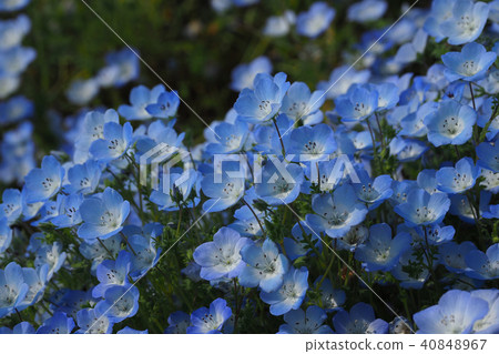 美麗的Nemophila 40848967