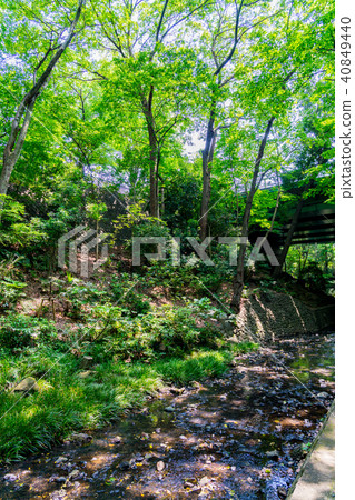 [Tokyo] Yutozumi Valley 40849440