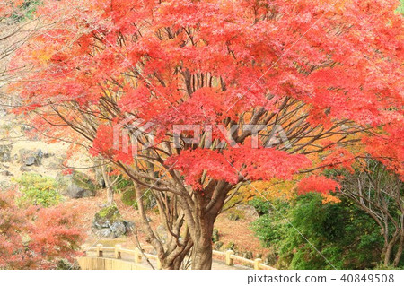 Autumn leaves 40849508