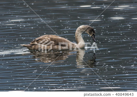 Mute swan (Cygnus olor) Mute swan (Cygnus olor) 40849643