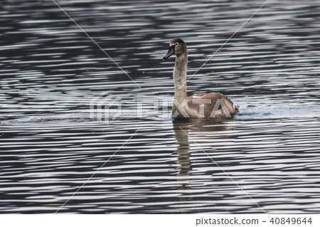 Mute swan (Cygnus olor) 40849644