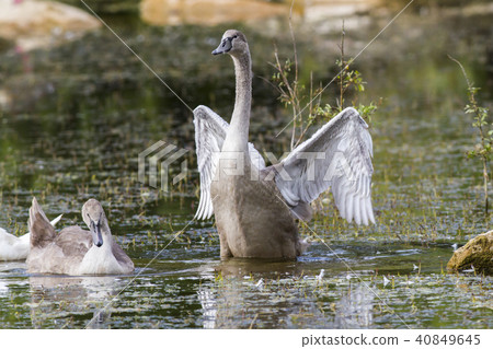 Mute swan (Cygnus olor) 40849645