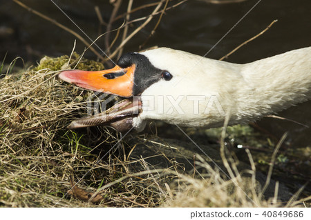 Mute swan (Cygnus olor) 40849686