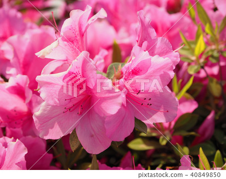 杜鵑花的特寫鏡頭（自然紋理） 40849850