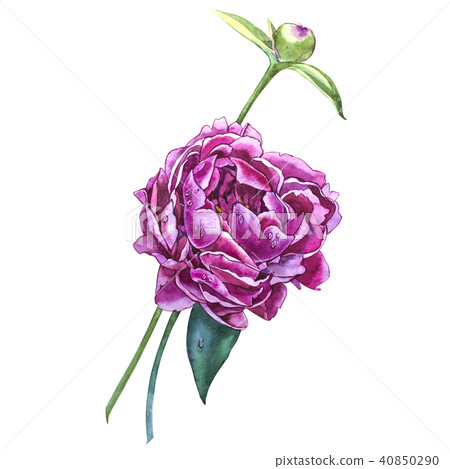 Set watercolor elements of pink peonies. Collection garden flowers. Watercolor illustration peony Set watercolor elements of pink peonies. Collection garden flowers. Watercolor illustration peony 40850290