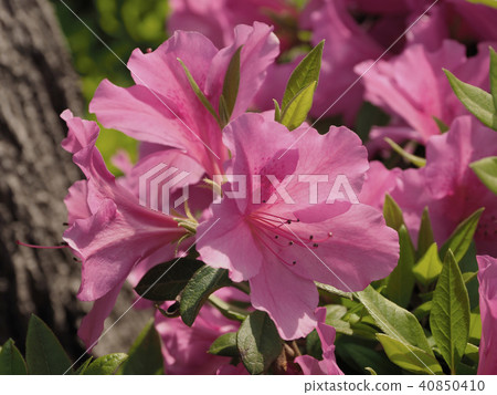 杜鵑花的特寫鏡頭(自然紋理) 杜鵑花的特寫鏡頭(自然紋理) 40850410