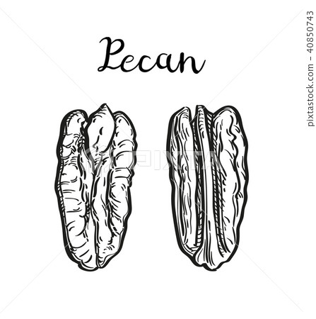 Ink sketch of pecan Ink sketch of pecan 40850743