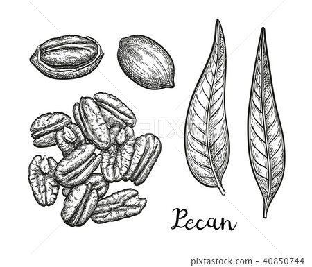 Ink sketch of pecan Ink sketch of pecan 40850744