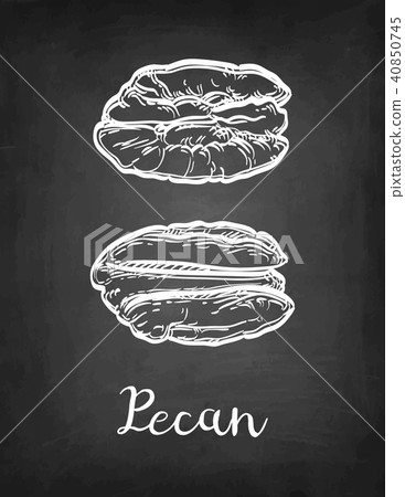 Chalk sketch of pecan Chalk sketch of pecan 40850745