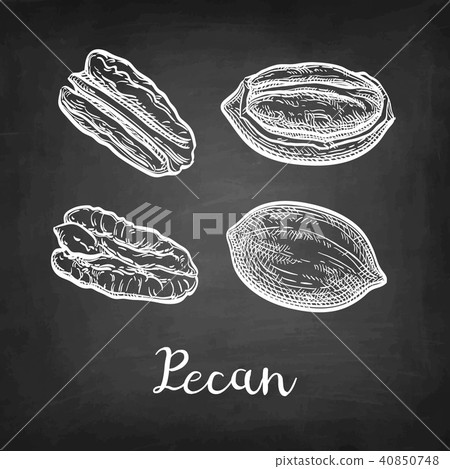 Chalk sketch of pecan Chalk sketch of pecan 40850748