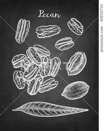 Chalk sketch of pecan Chalk sketch of pecan 40850750