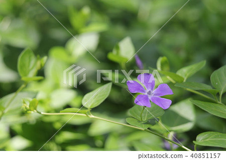 長春花 長春花 40851157