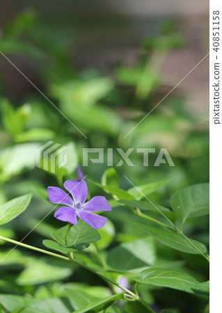 Periwinkle 40851158