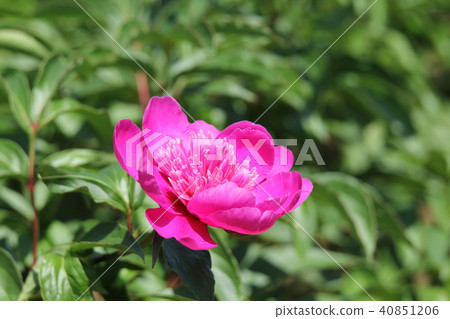 Peony 40851206