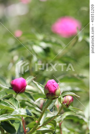 Peony Peony 40851209