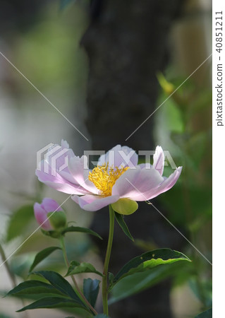 Peony Peony 40851211