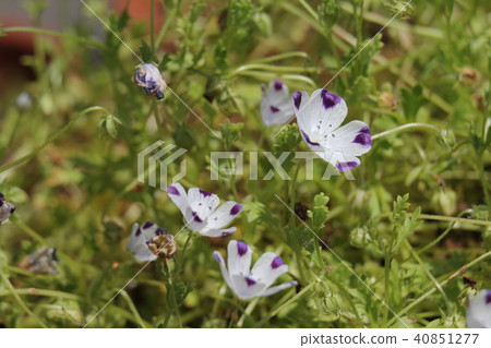 Nemophila · McLata Nemophila · McLata 40851277
