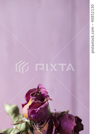 Red rose sear and dried petals Red rose sear and dried petals 40852130