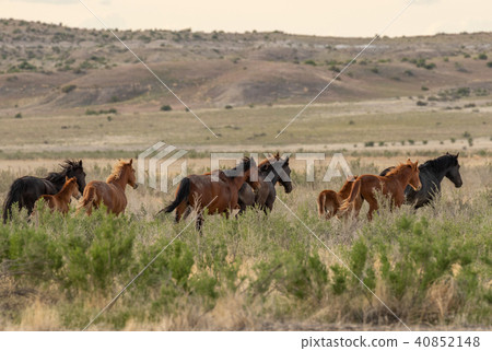 Herd of Wild Horses Herd of Wild Horses 40852148