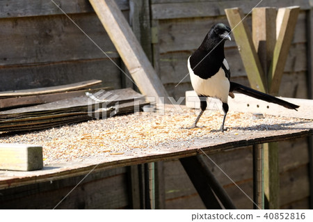 Magpie feeding - Stock Photo [40852816] - PIXTA