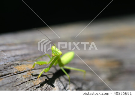 Caterpillar larva 40855691