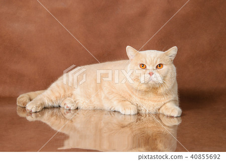 Cream British Shorthair lying on brown studio background Cream British Shorthair lying on brown studio background 40855692