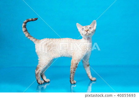 Side view of pointed Devon Rex cat on blue background Side view of pointed Devon Rex cat on blue background 40855693
