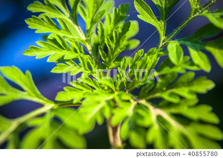 Ambrosia artemisiifolia, common ragweed plant. 40855780