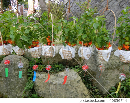 Summer Featuring Hozuki and wind chimes Summer Featuring Hozuki and wind chimes 40856744