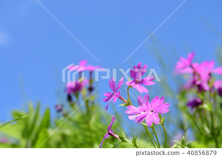 藍天和報春花 40856879