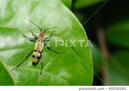 Futaobi Midori Torakamikiri 40856880