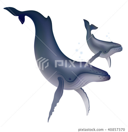 Parent and child of a whale Parent and child of a whale 40857370