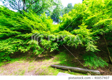 Fresh green environment Art forest [Karatsu City, Saga Prefecture] 40857407