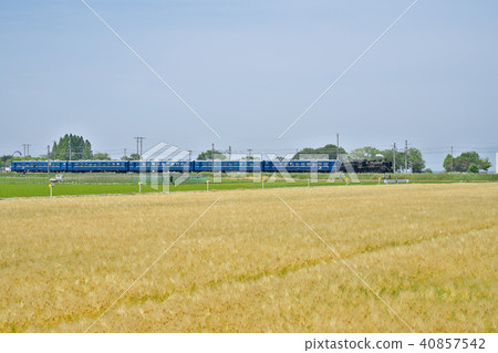 SL going wheat autumn 40857542