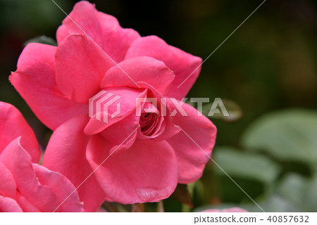 Roses (Magalli) 40857632