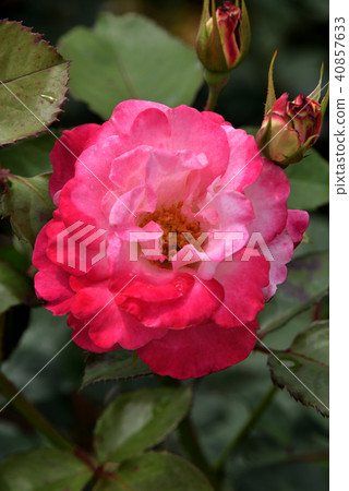 Rose (Destiny) 40857633