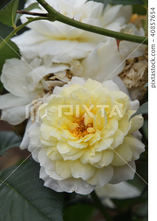 Rose (moon sprite) 40857654